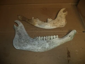 Pair of Cow Bottom Jaw Sections   15"x 8"  mismatched    Real/Art/Decor/Oddities - Picture 1 of 2