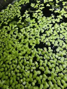 1 cup duckweed live plants Turtle Herp food Organic no chemicals tank raised - Picture 1 of 5