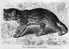 Ozelot Leopardus pardalis  Katze Katzen Wildkatze  Holzstich 1891