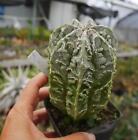 Rare Succulent Live Plant Astrophytum Myriostigma Wysiwyg Own Root