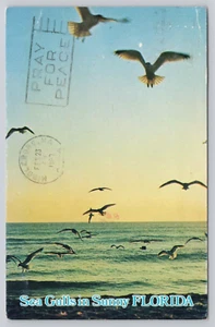 Post Card Sea Gulls in Sunny Florida G134 - Picture 1 of 2