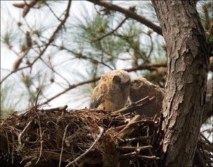Great Horned Owl Chicks  Photo print 11" X 14" - Picture 1 of 1