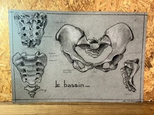 Drawing Antique, Study French, Anatomy, Early 20th, Objects Of Curiosity (3) - Picture 1 of 8