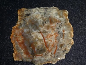 COPROLITE  slab- 4 5/8" x 4 1/4"-- Fossilized poo---rough -cabbing-display - Picture 1 of 3