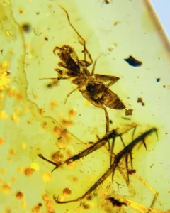 fossile birmano burmite ambra del Cretaceo insetto sconosciuto fossile ambra Myanmar - Foto 1 di 4