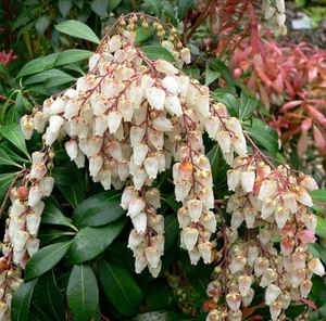 Japanese andromeda - Lily of the Valley Bush - Pieris japonica 10+ seeds W 238 - Picture 1 of 1
