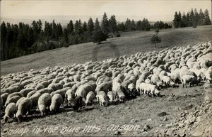RPPC Oregon Sheep in the Blue Mountains OR c1940s Real Photo Postcard - Picture 1 of 5