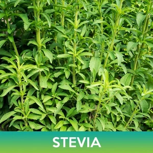 Stevia Seeds, Stevia Rebaudiana - Picture 1 of 2