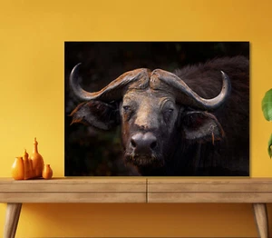 Savannah Bull Horny Head 5mm thick Plastic Poster Ready to Hang 60x45cm - Imagen 1 de 3