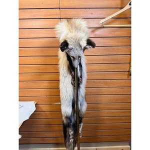 FH208-red fox skin with mounted head - Picture 1 of 3
