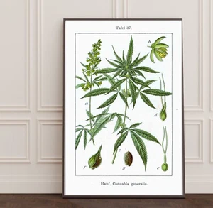 POSTERDRUCK Graskunst Cannabis auf weißem Kiffer Geschenk Marihuana Poster 12x18 - Bild 1 von 4