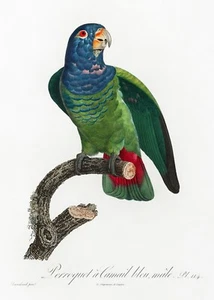 Plate No. 114 Blue-Headed Parrot History of Parrots by Francois Levaillant Repro - Picture 1 of 2