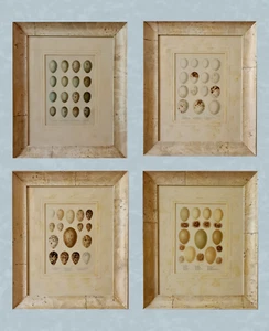 Impresiones de huevos de aves, huevos, decorativas, impresiones de muestras, marcos artesanales, impresiones de aves - Imagen 1 de 2