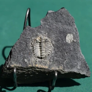 Nicely Fossilized Trilobite Kettneraspis aracana Bolivia Silurian - Picture 1 of 12