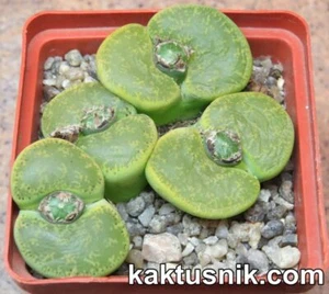 Lithops lesliei 'Albinica' 20seeds harvest 2022 - Picture 1 of 3