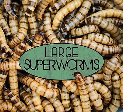 Live SUPERWORMS 50 - 500 Quantities  Large 1.5 -2   FREE Shipping  REPTILE FOOD • 10.99$
