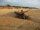 Photo 6x4 Berrow - Washed Up Tree Berrow/ST2952 A large tree that has be c2011