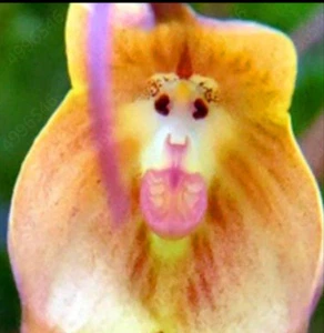 10 Stck. Samen Niedlich Affengesicht Orchideensamen Bonsai Pflanzen Blumen für Garten (Mky2) - Bild 1 von 1