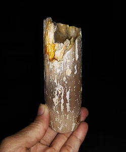 RARE PETRIFIED WOOD, BOTRYOIDAL CHALCEDONY FOSSIL FROM JAVA, INDONESIA, 105MM - Picture 1 of 8