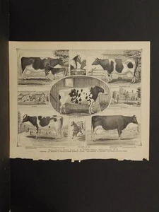 New York, Chautauqua County Engraving, 1881 Cows, Sinclairville Stock Farm N6#41 - Picture 1 of 2