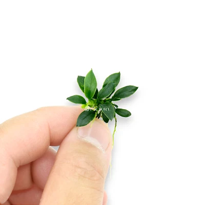 Anubias Pangolino | Aquarium Plants Factory®