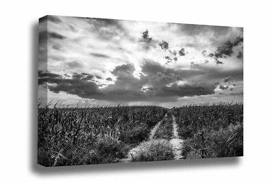 Black and White Canvas Wall Art - Ruts in Corn Field Leading to Big Nebraska Sky - Image 1 of 4