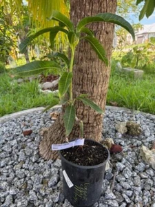~14 MO GRAFTED COCONUT CREAM POLY-EMBRYONIC MANGO CULTIVAR 16" or taller - Picture 1 of 21