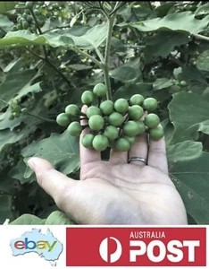 Eggplant Thai Pea 120 seeds A Rare & Unusual Small Eggplant - Grows in Cluster - Picture 1 of 12