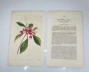 1825 Robertson Ridgway Botanical #884 Enkianthus Quinqueflorus Red Edged - Picture 1 of 3