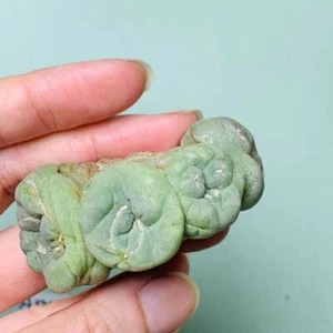 Multi Heads Rare Plant SucculentLive L. F Cristata WYSIWYG Self Rooted sale - Imagen 1 de 6