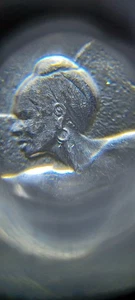 2022P Maya Angelou " Double Earring Variety Coin " - Picture 1 of 3