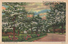 Postcard Dogwood In Bloom Floral Flowers Atlanta Georgia GA Linen