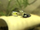 1 Pair Rare Rainbow Tiger Endlers Us Bred 1 Male And 1 Females