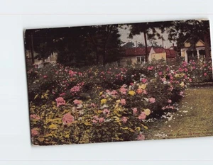 Postcard Roses All Year Around - Picture 1 of 2