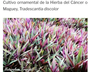 sanguinarias Hojas Té  - Picture 1 of 7