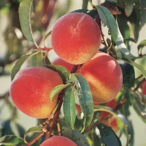 Belle of Georgia Peach Tree 24-36 inches - Picture 1 of 1