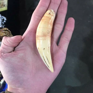 Antique Resin Crafts Retro Synthetic Bear Teeth Tiger Teeth Pendant Collection - Picture 1 of 7