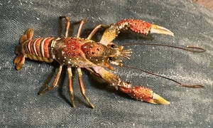 Made With Swarovski Crystals Bejeweled Enameled Lobster Crawfish Trinket Box Vtg - Picture 1 of 19
