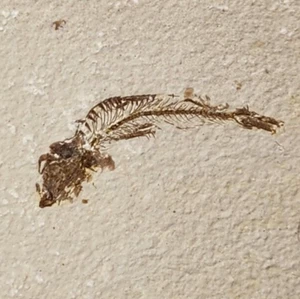 Knightia eocaena Fossil Fish - Green River Fm. - Split Fish Layer - WY - Eocene - Picture 1 of 5