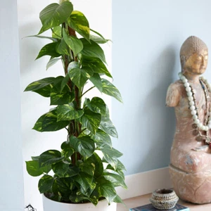 Indoor House Plant, Devil's Ivy Epipremnum Aureum, air purifying, 12cm pot - Picture 1 of 6