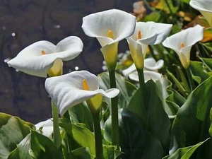 Zantedeschia aethiopica, Weiße Calla Lilie, Arum Lilie - 10 Sementes - Bild 1 von 9