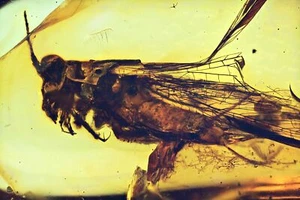 Raro Extinto Elcanidae (Saltamontes), inclusión fósil en ámbar birmano - Imagen 1 de 4