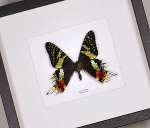 Real framed butterfly Urania ripheus sunset moth - Picture 1 of 6