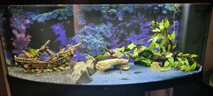 aquarium komplett mit unterschrank gebraucht - Bild 1 von 2