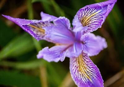 SEEDVILLE USA 20 Blue & Purple OREGON IRIS ( Tough-Leaf Iris ) Iris Tenax Flower Seeds