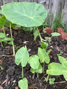 3 starter Bac Ha Plants Edible Doc Mung Vegetable Eatable Culinary Leaf - Picture 1 of 3