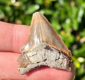 RARO squalo fossile Chubutensis peruviano dente megalodonte antenato squalo del Perù - Foto 1 di 7
