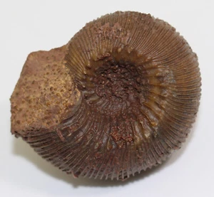Ammonit, Cadomites daubenyi., Jura, Bajoc, Sengenthal, Deutschland -c989 - Bild 1 von 7