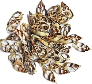 35 pcs Center Cut Strombus Shells (Crafts or Jewelry Supply) - Picture 1 of 2