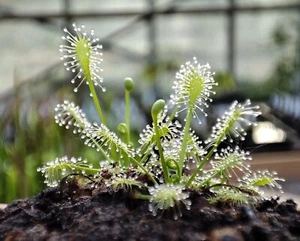 Drosera intermedia 'anthocyanin free',fleischfressende Pflanzen, 200 Samen, - Bild 1 von 1